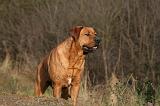 TOSA INU 468
